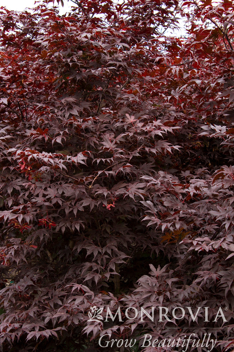 Bloodgood Japanese Maple