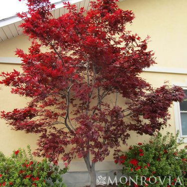 Emperor I® Japanese Maple - Monrovia