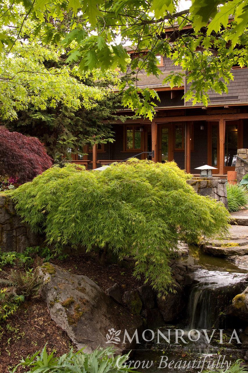 Waterfall Japanese Maple