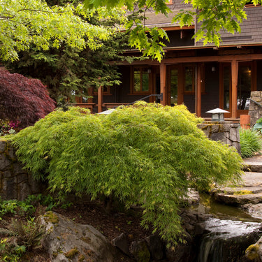 Waterfall Japanese Maple - Monrovia