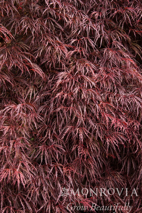 Crimson Queen Japanese Maple - Monrovia