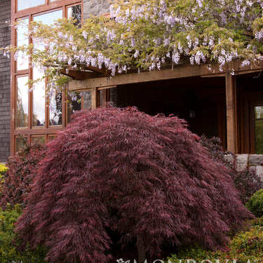 Crimson Queen Japanese Maple - Monrovia