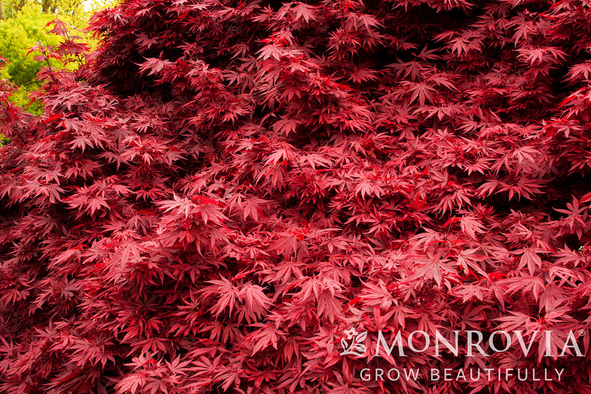 sagina ルルシェ Shaina Japanese Maple - Monrovia – Armstrong Garden Centers