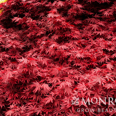 Shaina Japanese Maple - Monrovia