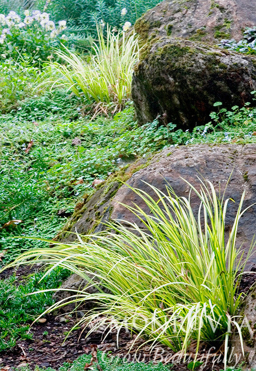 Golden Variegated Sweet Flag