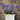 Midknight Blue® Agapanthus - Monrovia