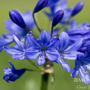 Midknight Blue® Agapanthus - Monrovia