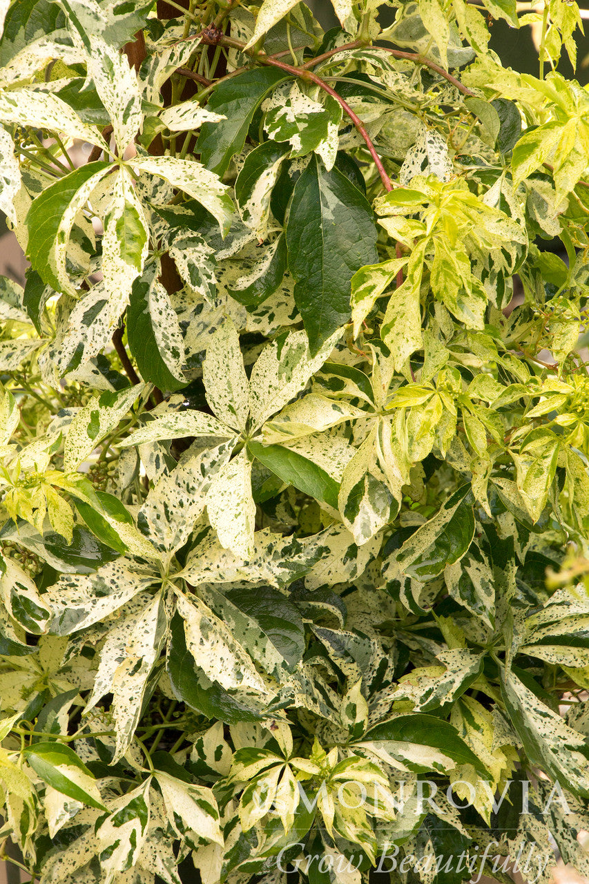 Star Showers Virginia Creeper - Thumbnail 2