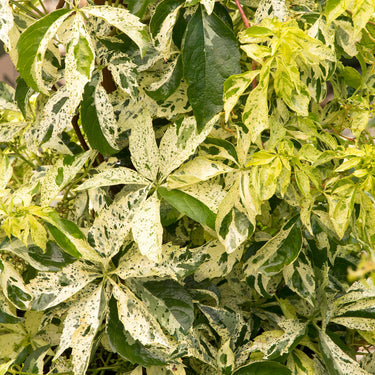 Star Showers® Virginia Creeper - Monrovia