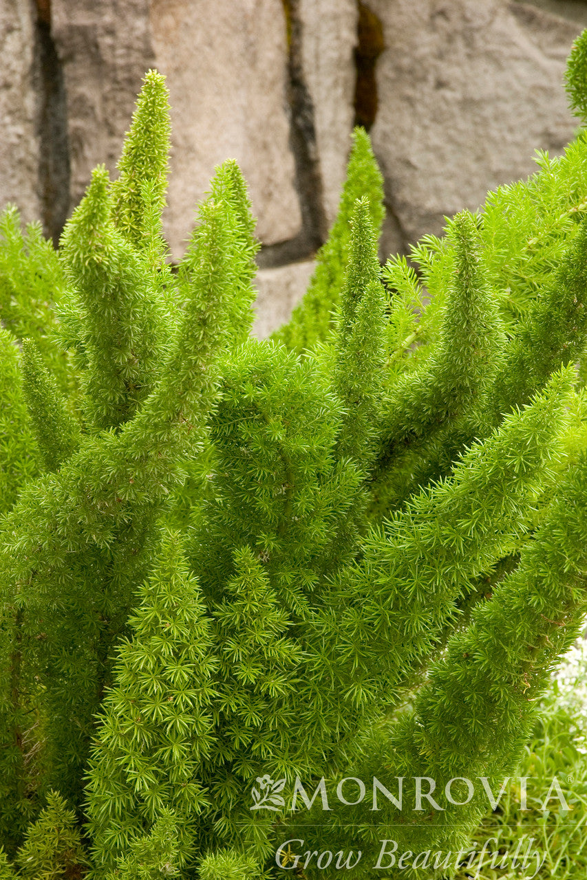 Foxtail Fern - Thumbnail 2