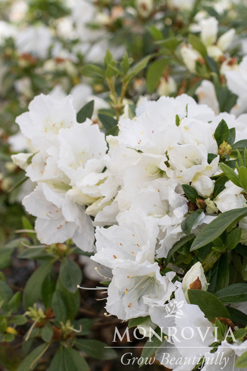 Alaska Azalea - Monrovia – Armstrong Garden Centers