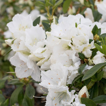 Alaska Azalea - Monrovia