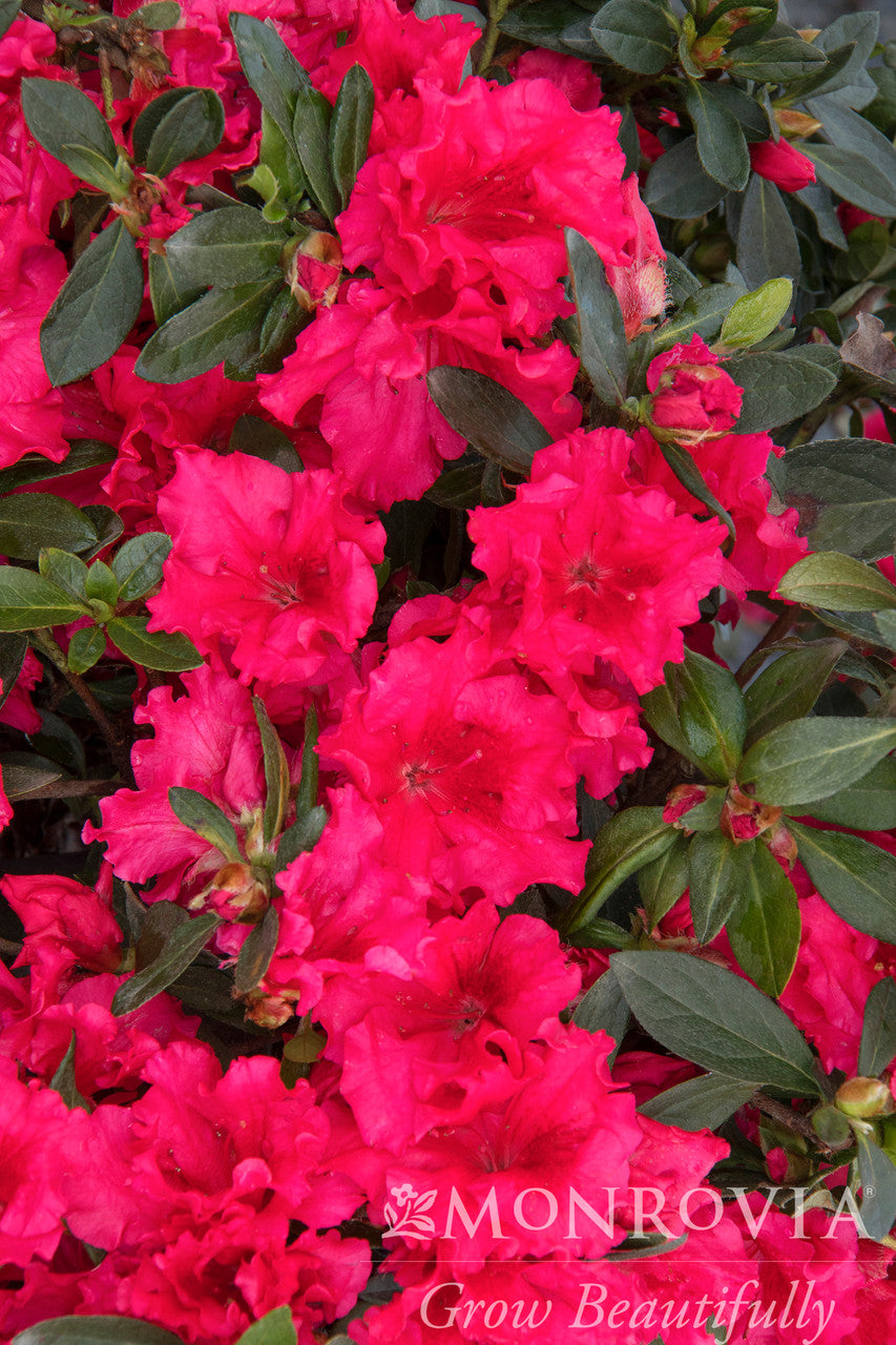 Red Ruffles Azalea