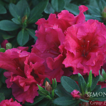Red Ruffles Azalea - Monrovia