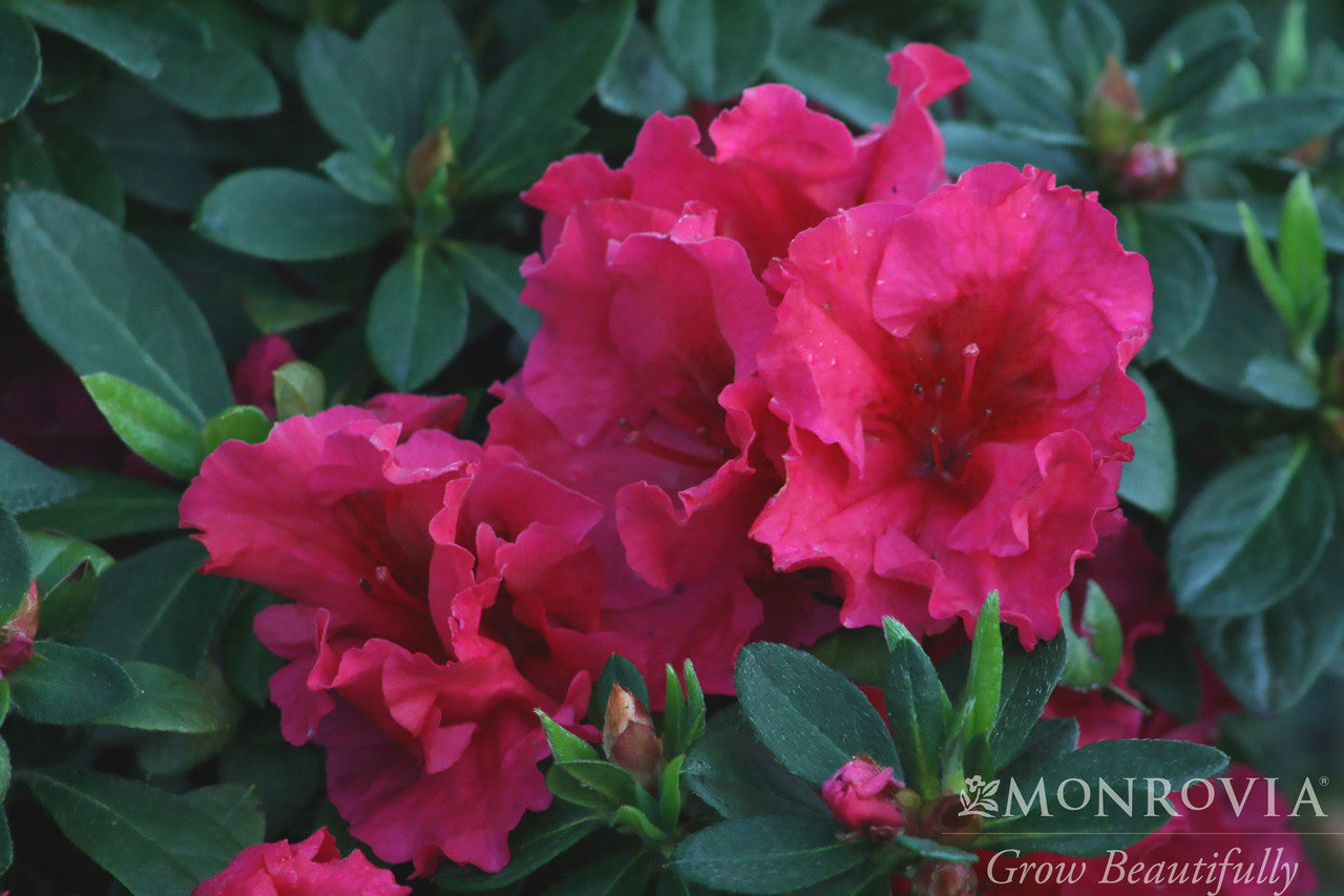 Double Red Ruffle Azalea Red Ruffles Azalea - Monrovia – Armstrong Garden Centers
