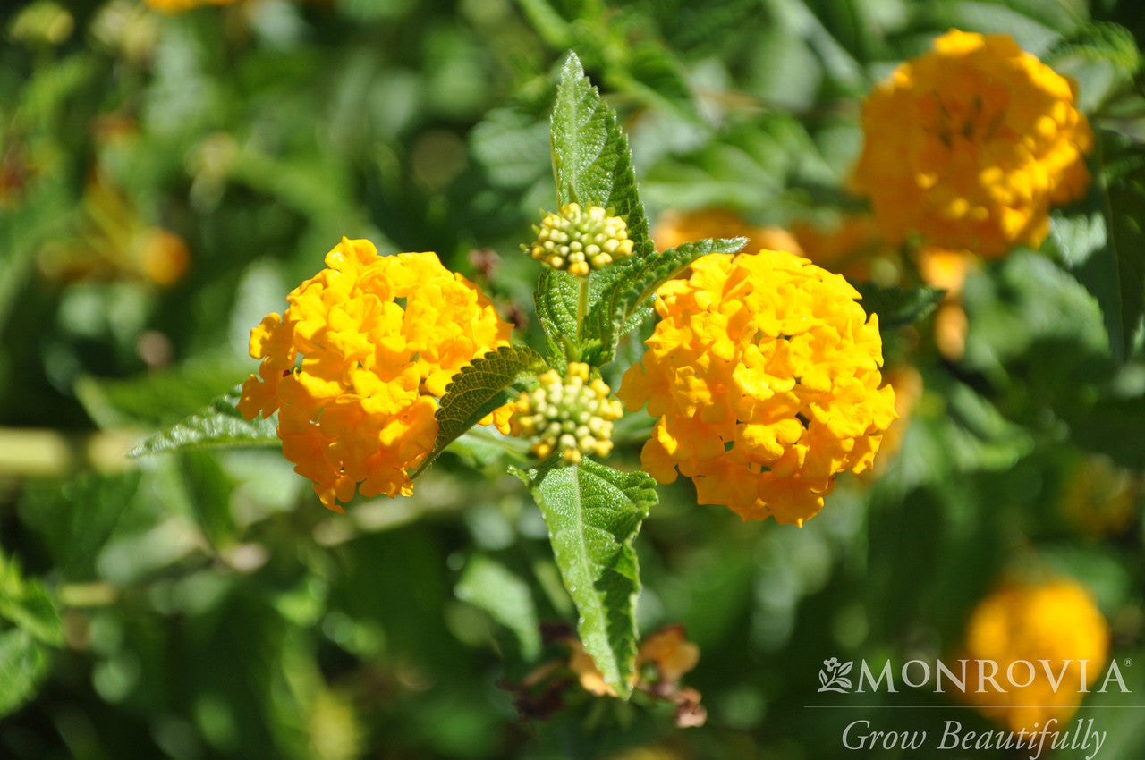 New Gold Lantana