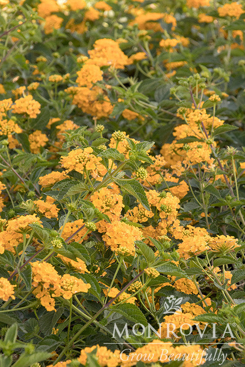 New Gold Lantana - Thumbnail 2