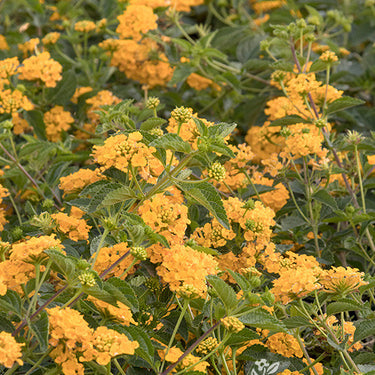 New Gold Lantana - Monrovia