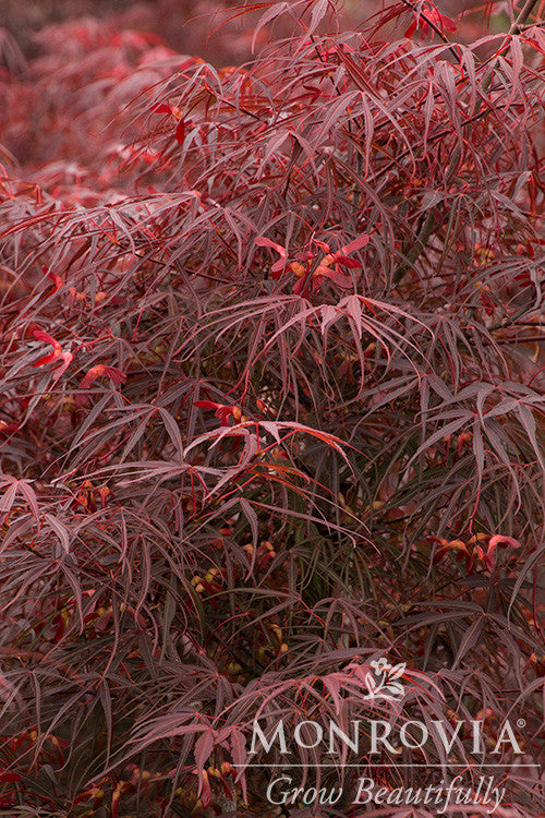 Ribbon-Leaf Japanese Maple - Monrovia