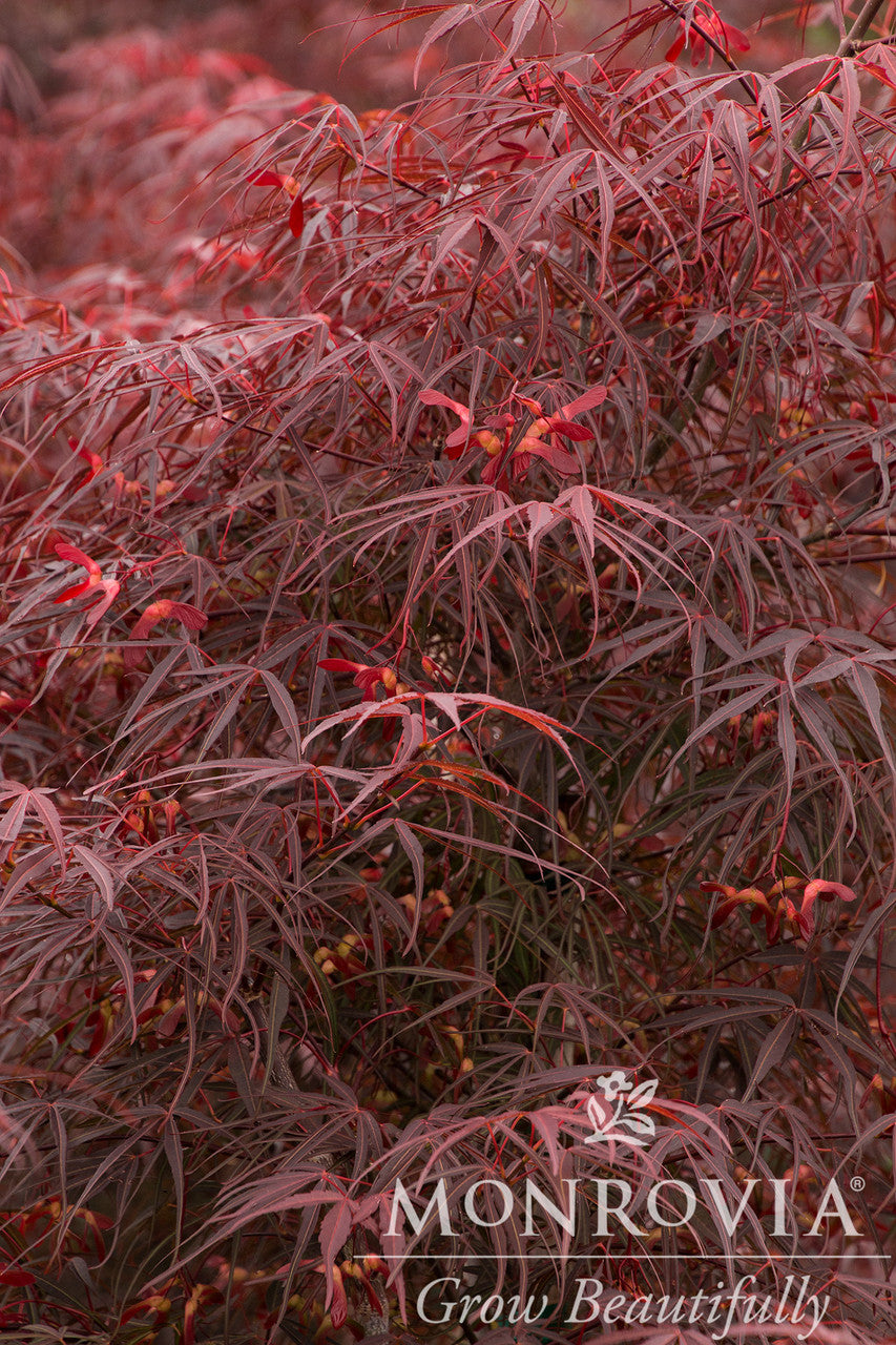 Ribbon-Leaf Japanese Maple - Monrovia - Thumbnail 2