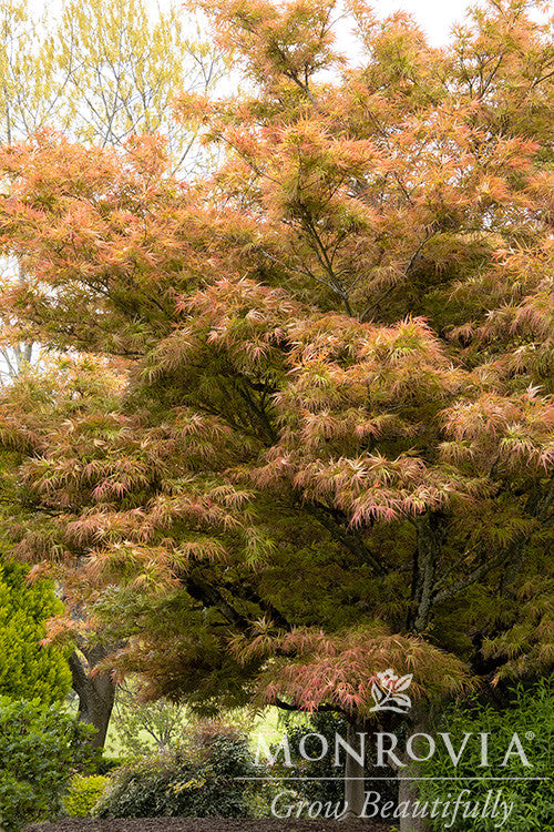 Ribbon-Leaf Japanese Maple - Monrovia - Thumbnail 5