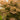 Ribbon-Leaf Japanese Maple - Monrovia