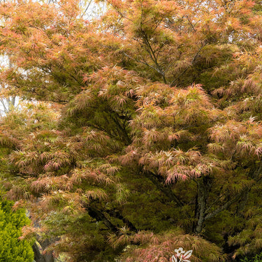 Ribbon-Leaf Japanese Maple - Monrovia
