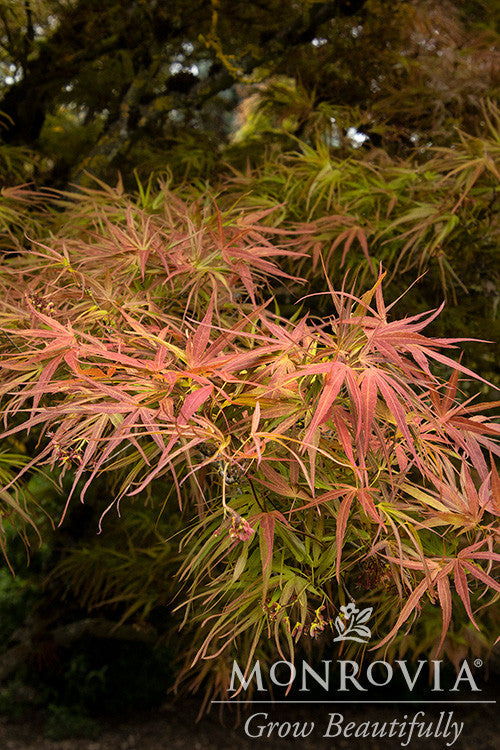 Ribbon-Leaf Japanese Maple - Monrovia - Thumbnail 3