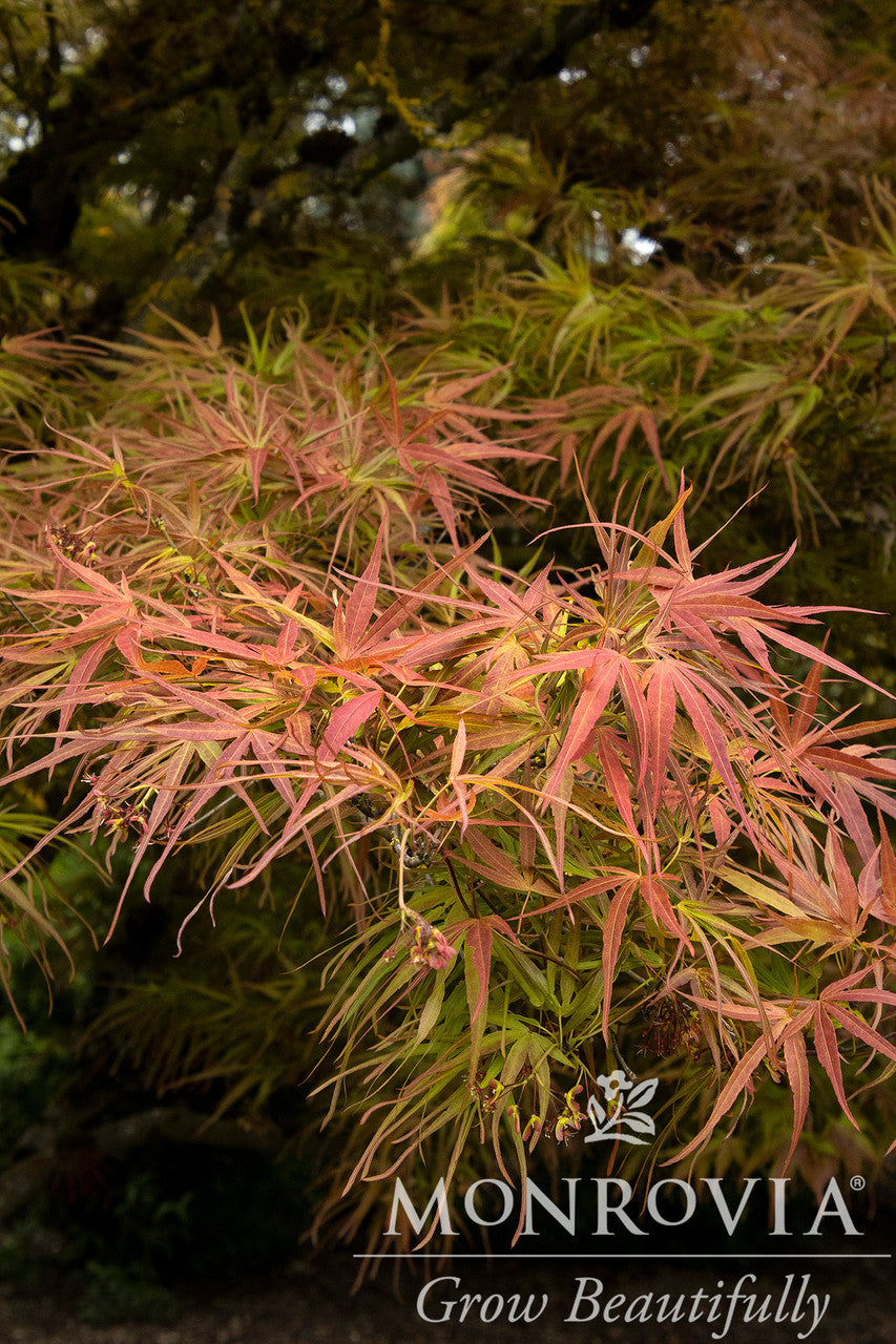 Ribbon-Leaf Japanese Maple - Monrovia - Thumbnail 4