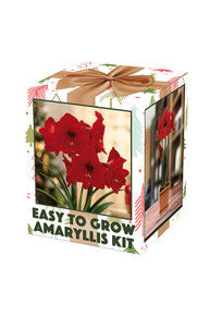 Amaryllis Red Lion In Boxed Kits