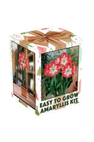 Amaryllis Minerva In Boxed Kit