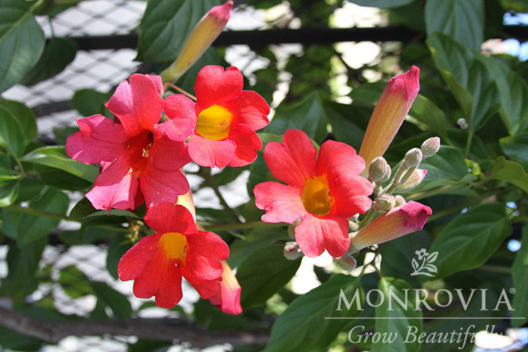 Scarlet Trumpet Vine - Monrovia – Armstrong Garden Centers