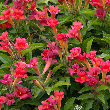 Scarlet Trumpet Vine - Monrovia