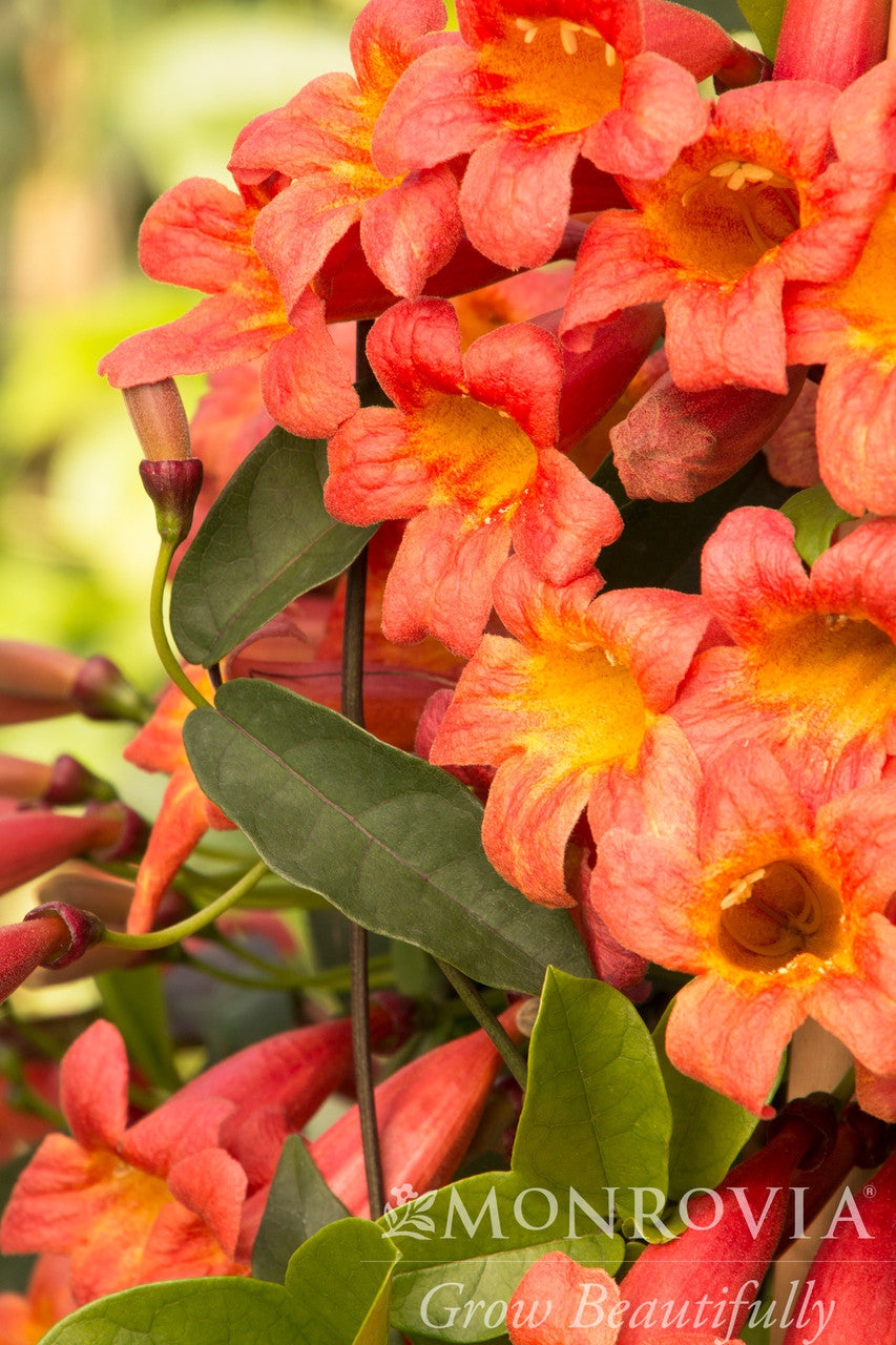 Tangerine Beauty Crossvine - Thumbnail 2