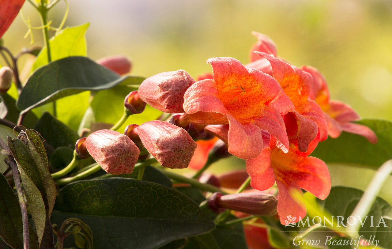 Tangerine Beauty Crossvine