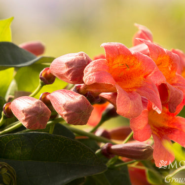 Tangerine Beauty Crossvine - Monrovia