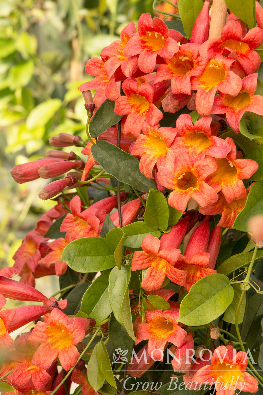 Tangerine Beauty Crossvine - Thumbnail 3