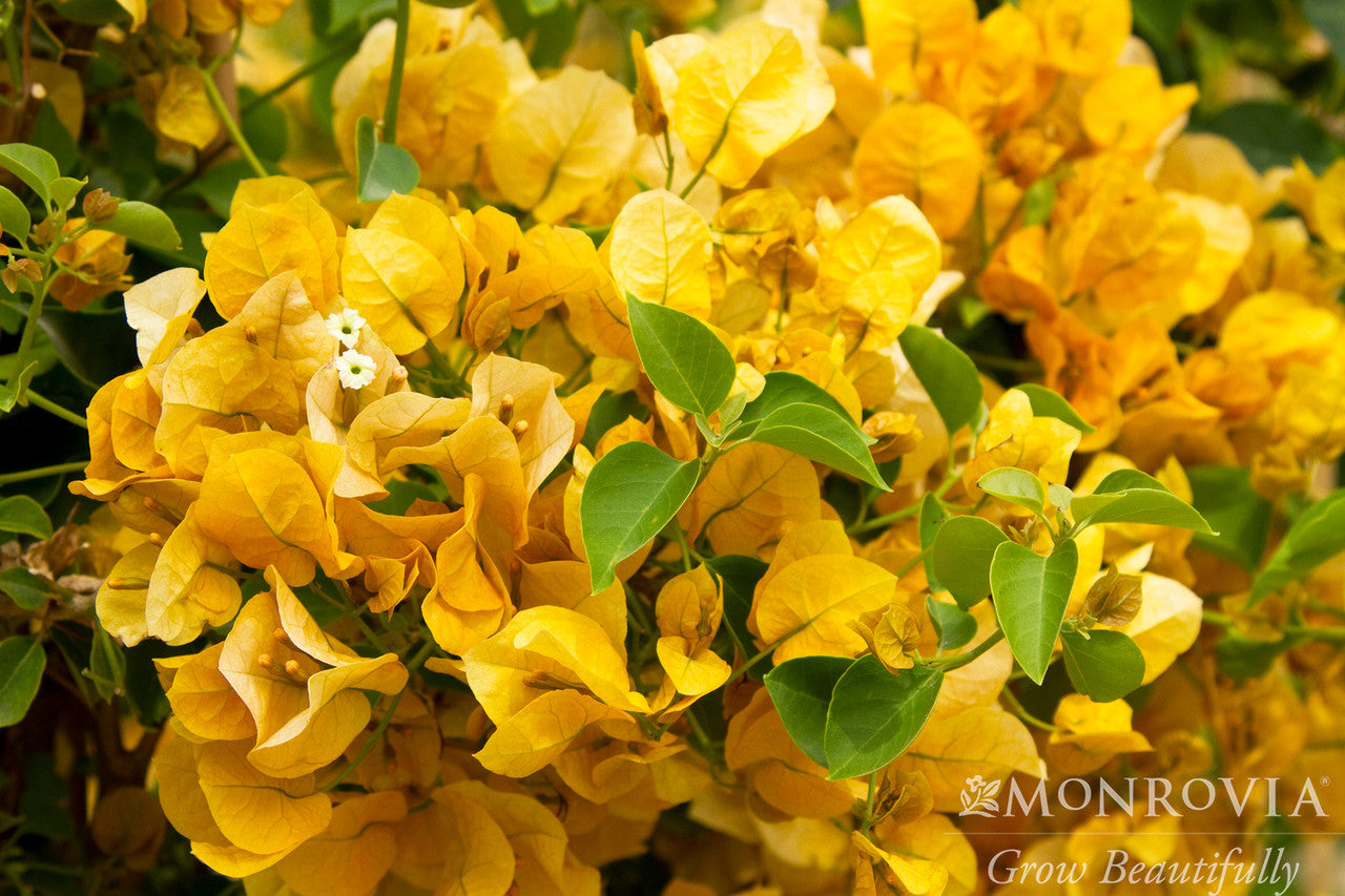 Gold Rush Bougainvillea - Thumbnail 2
