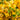 Gold Rush Bougainvillea - Monrovia