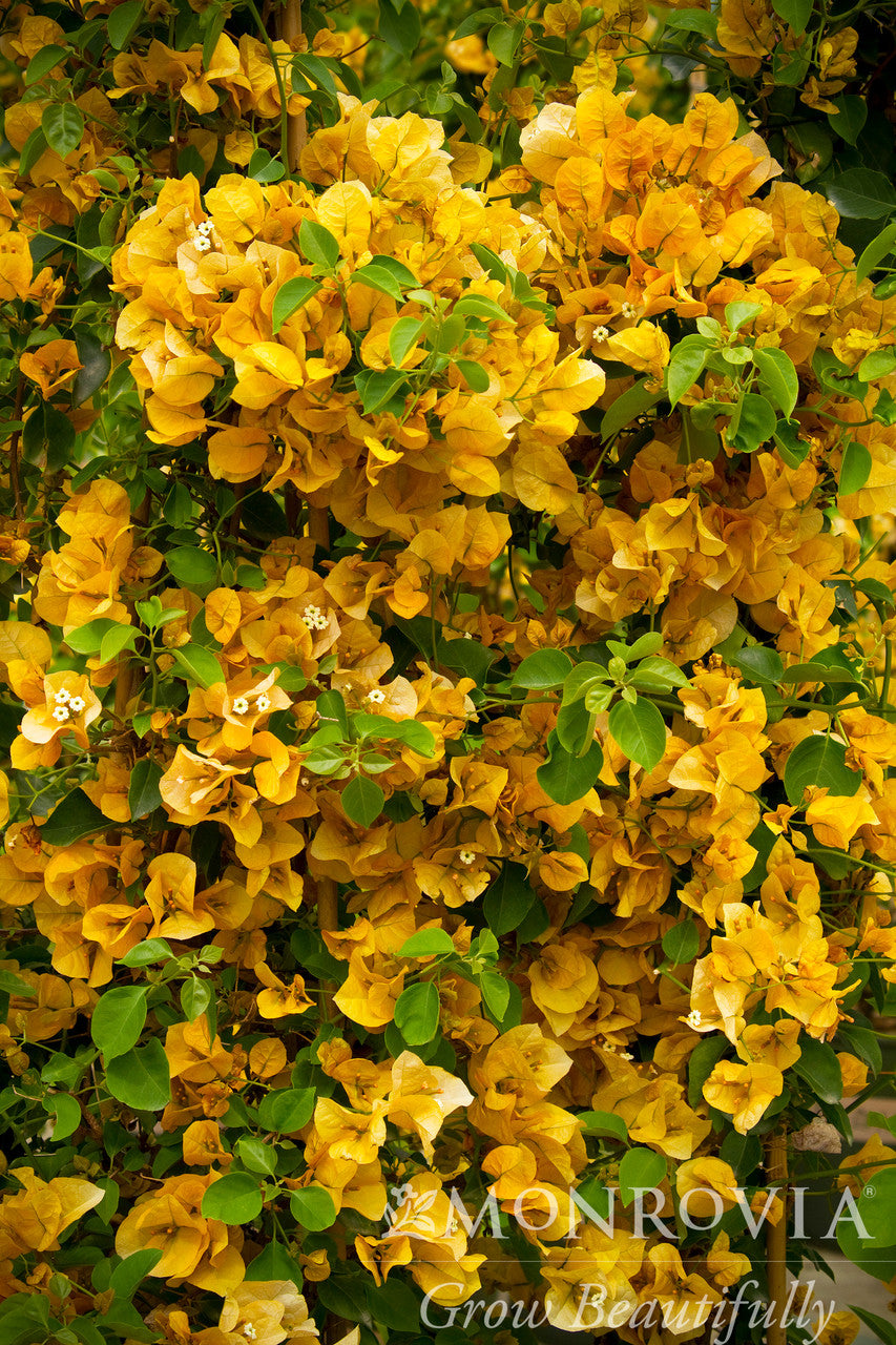 Gold Rush Bougainvillea