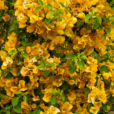 Gold Rush Bougainvillea - Monrovia
