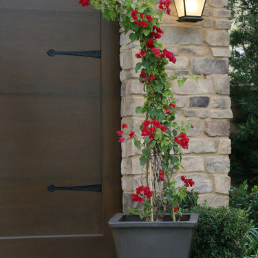 Barbara Karst Bougainvillea - Monrovia