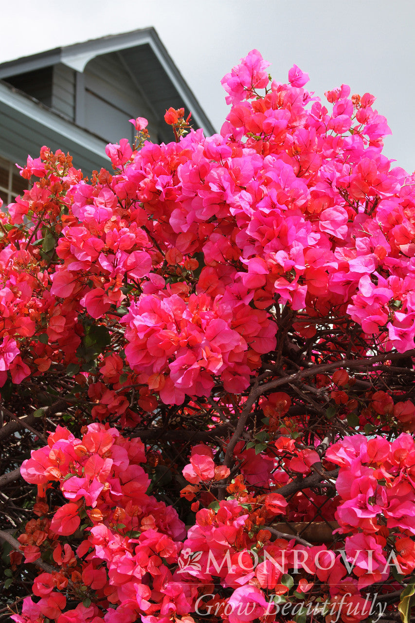 Camarillo Fiesta Bougainvillea