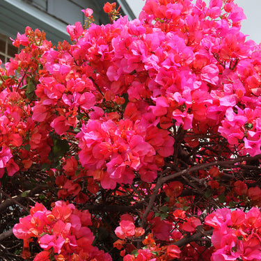 Camarillo Fiesta Bougainvillea - Monrovia