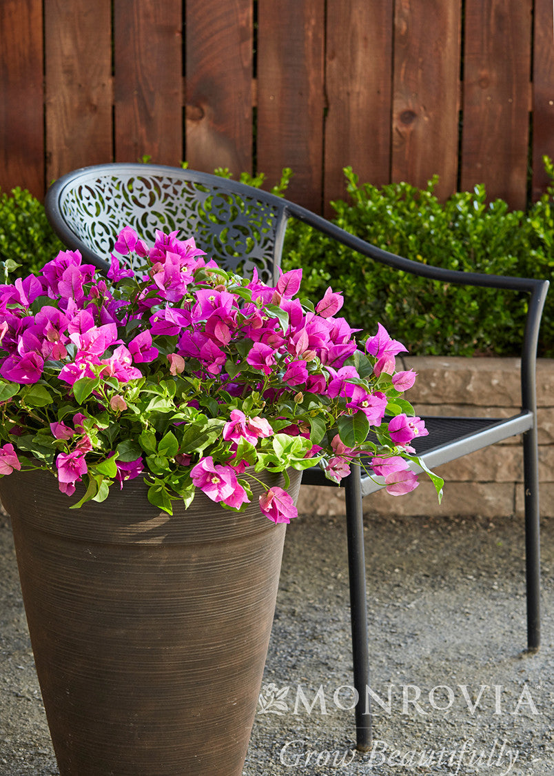 Purple Queen Bougainvillea - Thumbnail 3