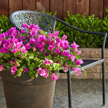 Purple Queen® Bougainvillea - Monrovia