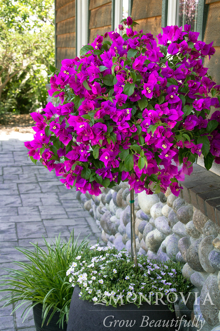Purple Queen Bougainvillea - Thumbnail 2