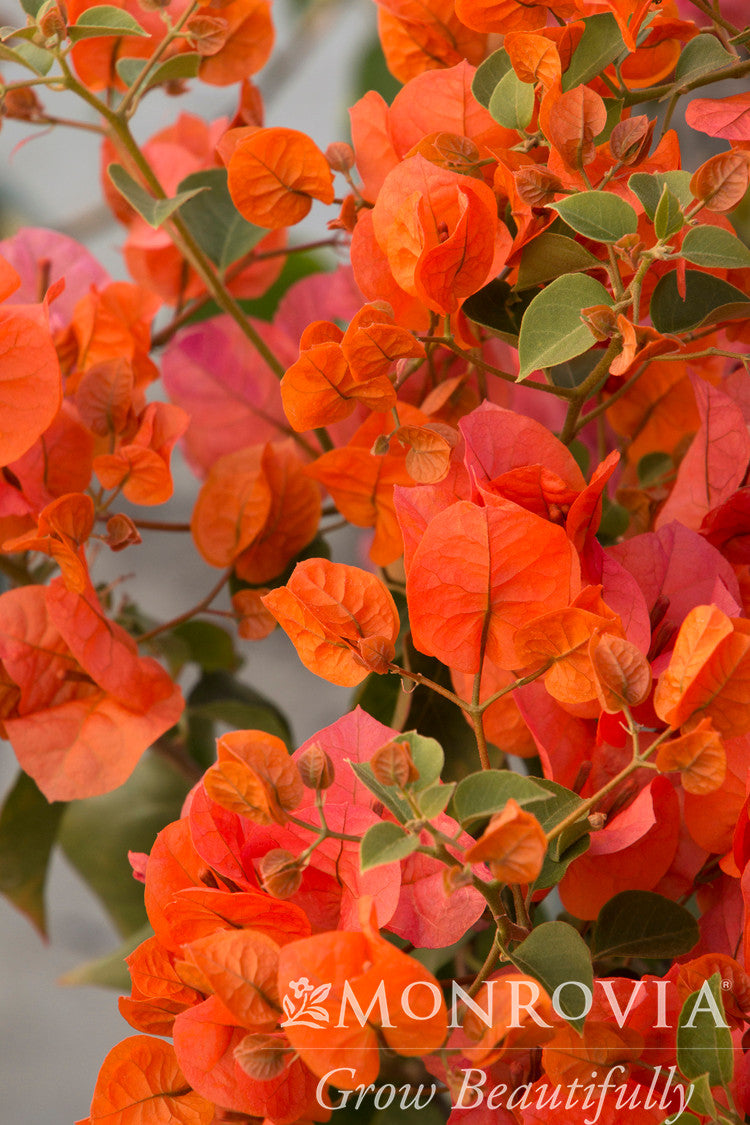 Orange King Bougainvillea - Thumbnail 2