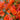 Orange King Bougainvillea - Monrovia