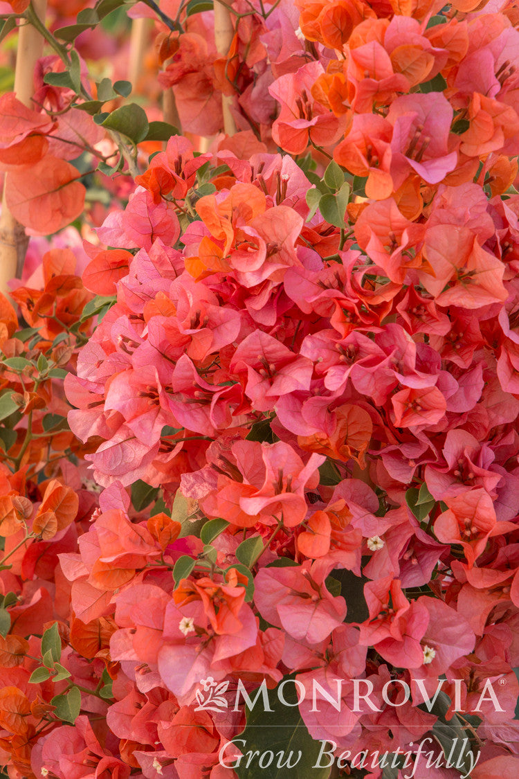 Orange King Bougainvillea